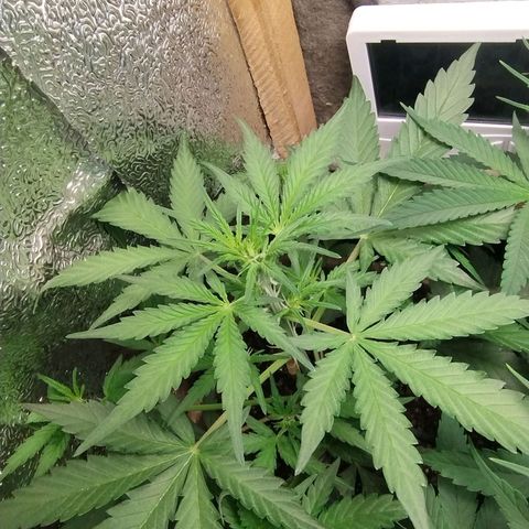 Diabo rojo growlog timeline photo