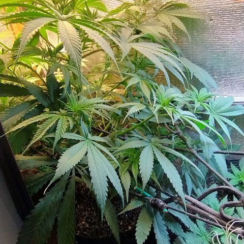 #skunk1 growlog timeline photo