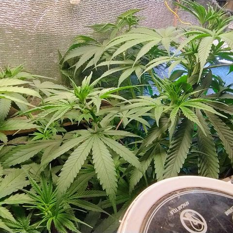 #skunk1 growlog timeline photo