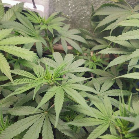 #skunk1 growlog timeline photo