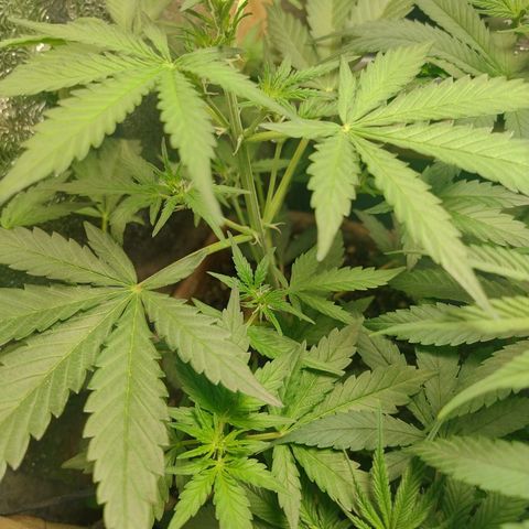 Diabo rojo growlog timeline photo
