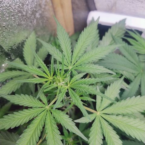 Diabo rojo growlog timeline photo