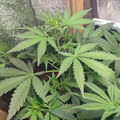 Diabo rojo growlog timeline photo