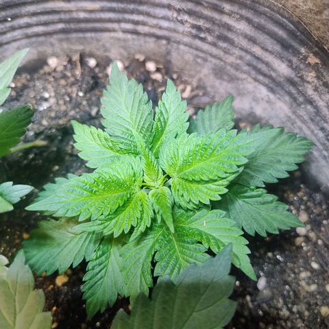 Purple lemonade#2 growlog timeline photo