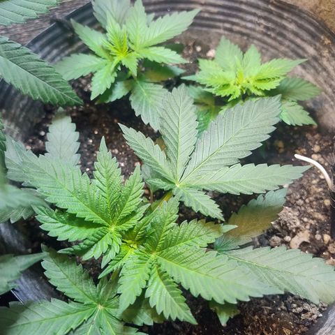 Purple lemonade growlog timeline photo