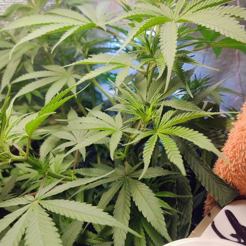 #skunk1 growlog timeline photo