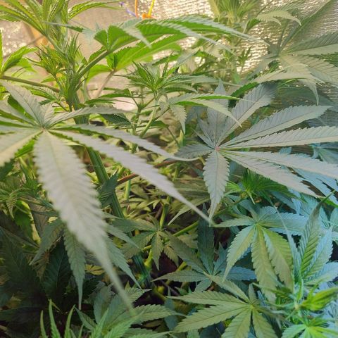 #skunk1 growlog timeline photo