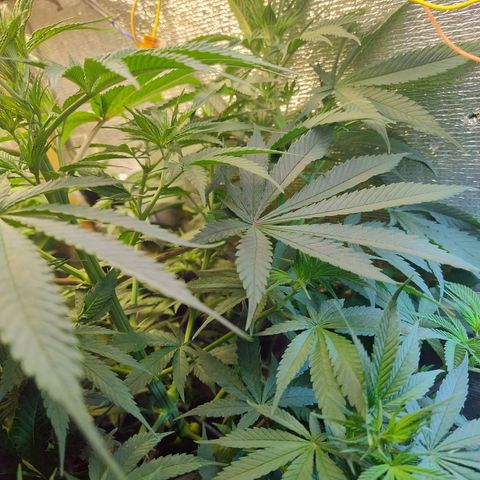 #skunk1 growlog timeline photo
