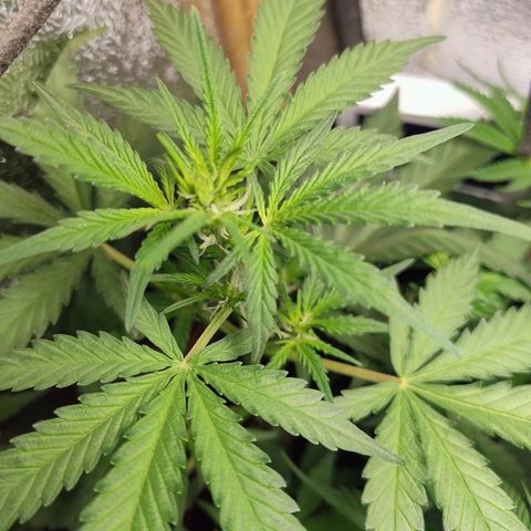 Diabo rojo growlog timeline photo