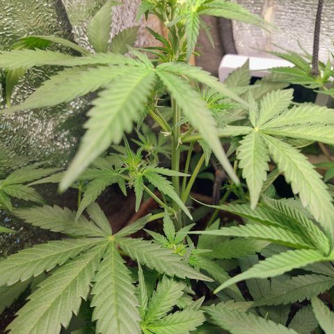 Diabo rojo growlog timeline photo