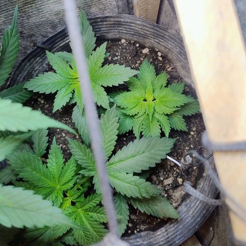 Purple lemonade#2 growlog timeline photo