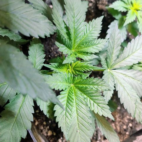 Purple lemonade growlog timeline photo