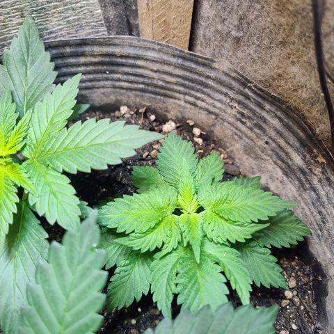 Purple lemonade growlog timeline photo