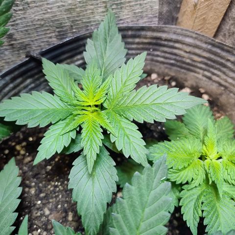 Purple lemonade growlog timeline photo