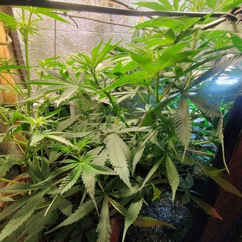 #skunk1 growlog timeline photo