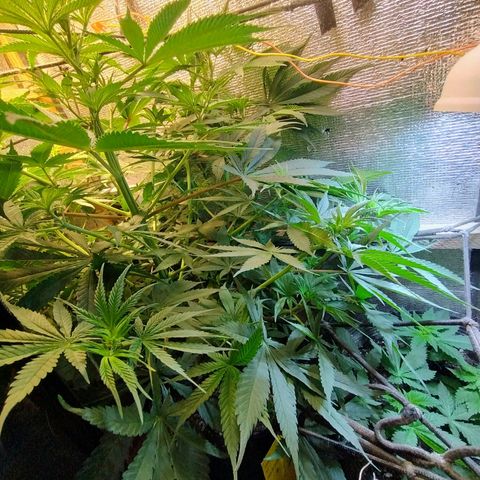 #skunk1 growlog timeline photo