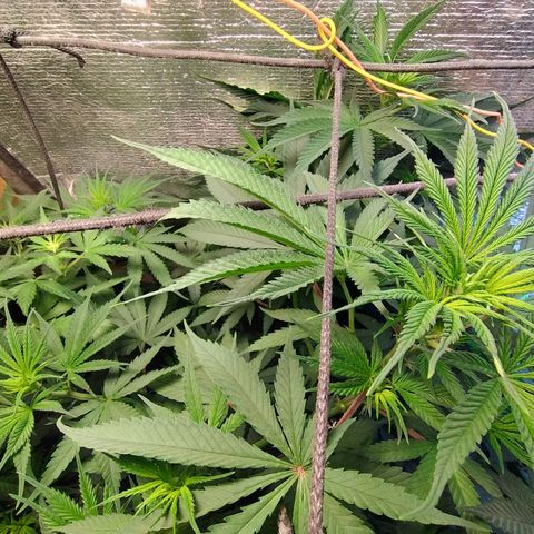 #skunk1 growlog timeline photo