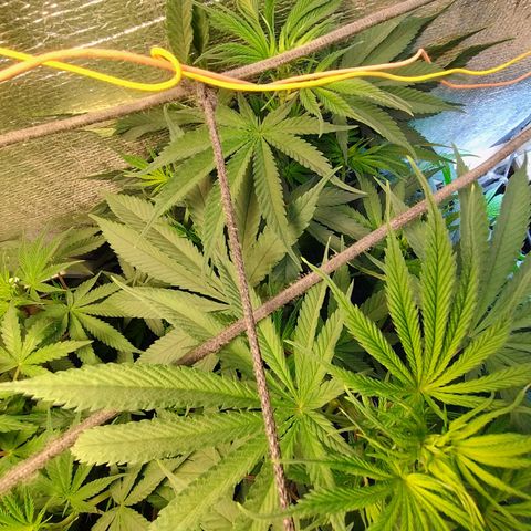 #skunk1 growlog timeline photo