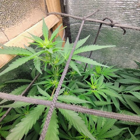 Diabo rojo growlog timeline photo