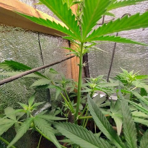 Diabo rojo growlog timeline photo