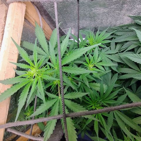 Diabo rojo growlog timeline photo