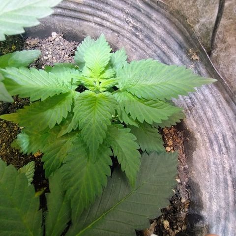 Purple lemonade#2 growlog timeline photo