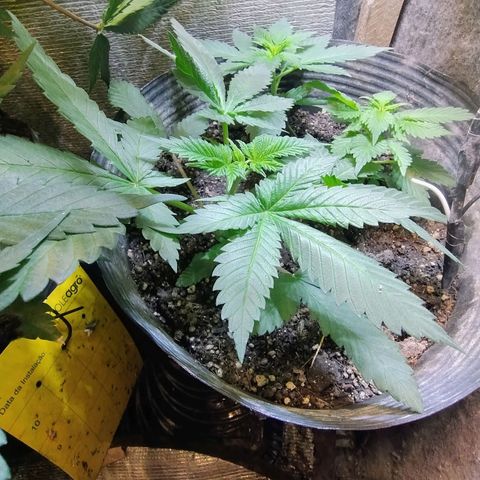 Purple lemonade growlog timeline photo