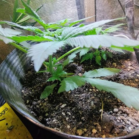 Purple lemonade growlog timeline photo