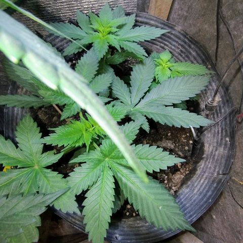 Purple lemonade growlog timeline photo
