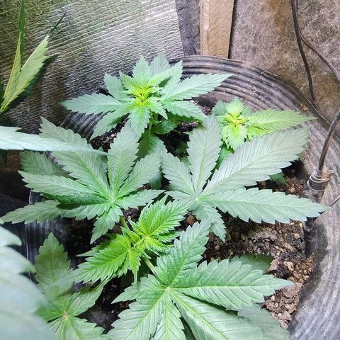 Purple lemonade growlog timeline photo