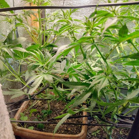 #skunk1 growlog timeline photo