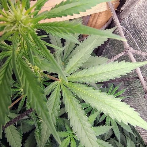 Diabo rojo growlog timeline photo