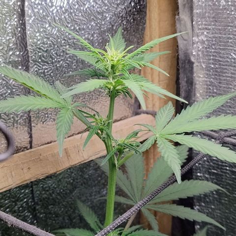 Diabo rojo growlog timeline photo