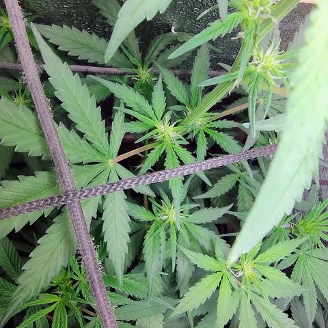 Diabo rojo growlog timeline photo