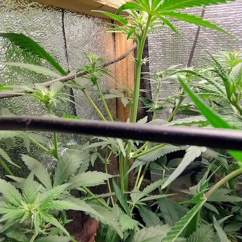 Diabo rojo growlog timeline photo