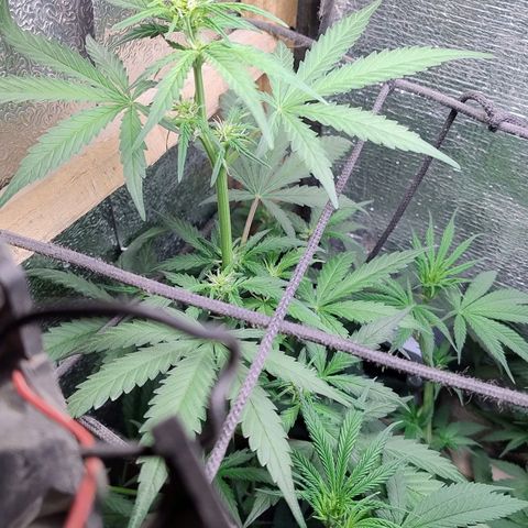Diabo rojo growlog timeline photo