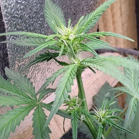 Diabo rojo growlog timeline photo