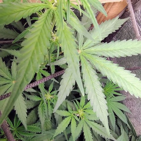 Diabo rojo growlog timeline photo
