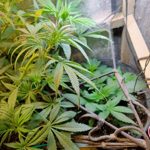 Purple lemonade#2 growlog timeline photo