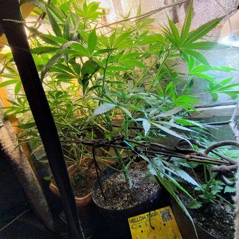 #skunk1 growlog timeline photo