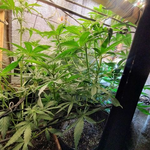 #skunk1 growlog timeline photo