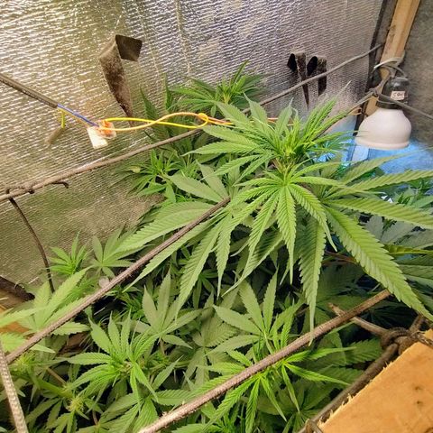 #skunk1 growlog timeline photo