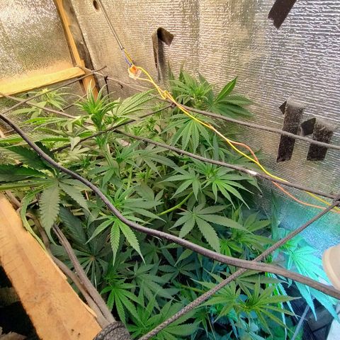 #skunk1 growlog timeline photo