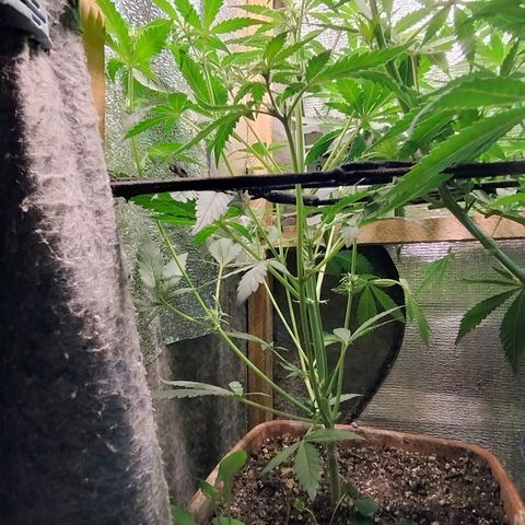 Diabo rojo growlog timeline photo