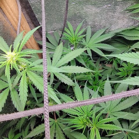 Diabo rojo growlog timeline photo