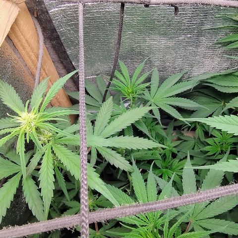 Diabo rojo growlog timeline photo