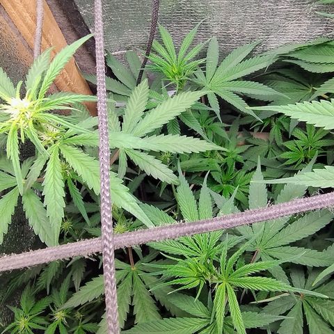 Diabo rojo growlog timeline photo
