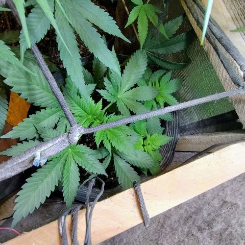 Purple lemonade growlog timeline photo