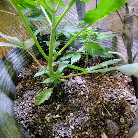 Purple lemonade growlog timeline photo