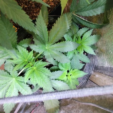 Purple lemonade growlog timeline photo